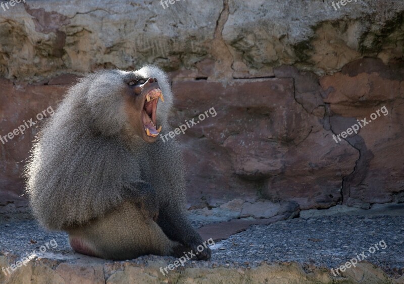 Baboon Animal Monkey Mammal Yawn