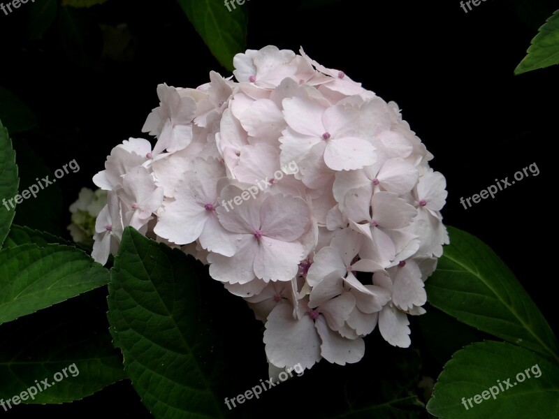 Hydrangea Flower Light Pink Blossom Botanical