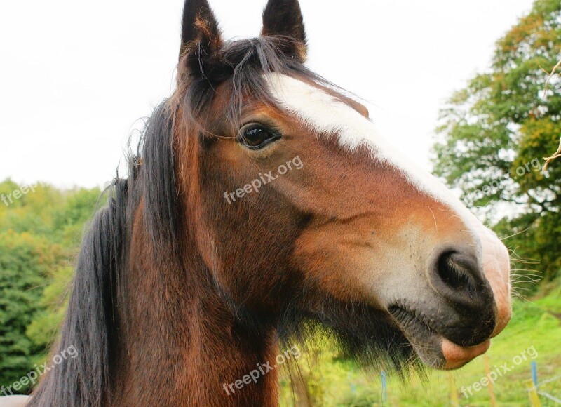 Horse Equine Portrait Equestrian Animal