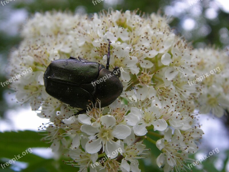 Beetle White Blossom Sittiäinen Angervo Free Photos