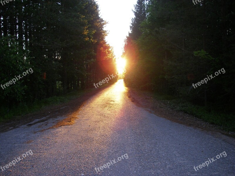 Light Sun Evening Atmosphere Forest