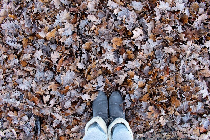 Autumn Leaves Boots Forest Fall Color