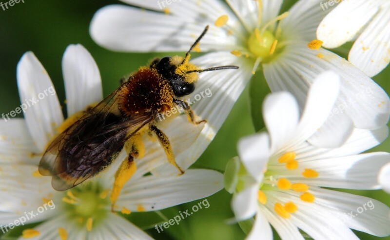 Bee Pollen Summer Nature Forage