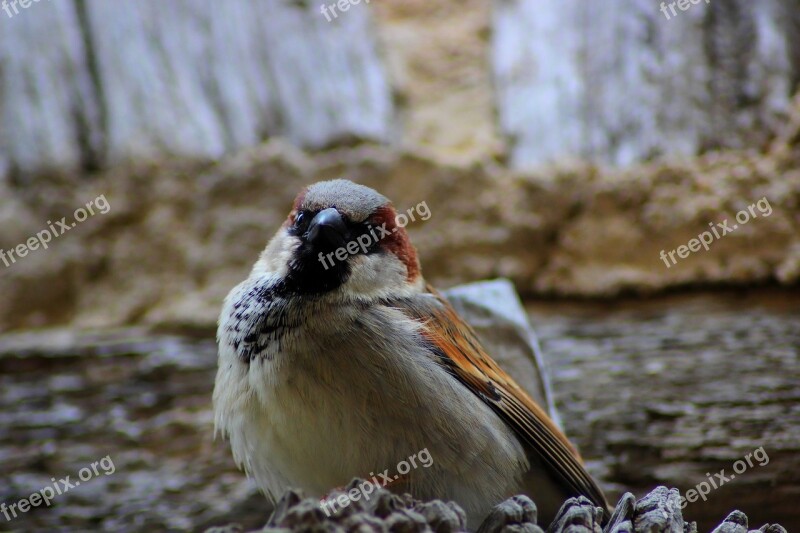 Sparrow Animal Feathers Little Bird Familiar