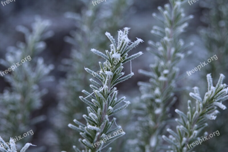 Rosemary Frost Ripe Winter Hoarfrost