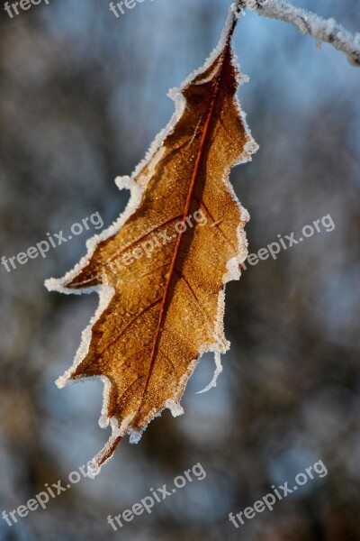 Leaf Frost Nature Winter Winter Magic