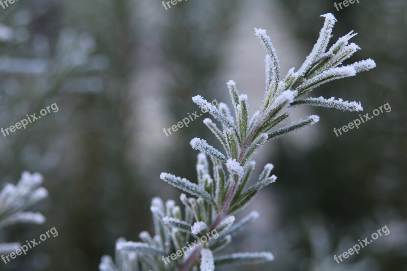 Rosemary Frost Ripe Rau Hoarfrost