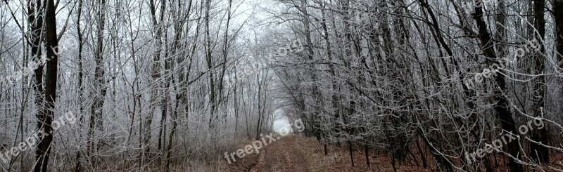 Winter Forest Privacy Road Rime