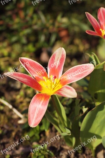 Tulipe Flower Pink Yellow Pink Flowers