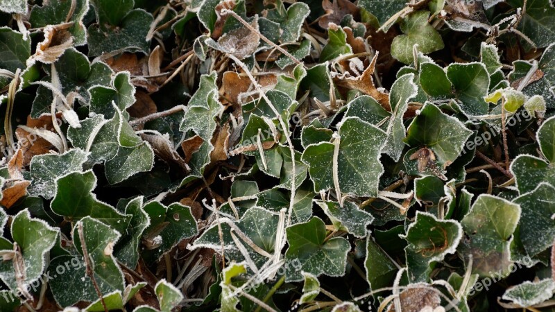 Icicle Ivy White Winter Ice