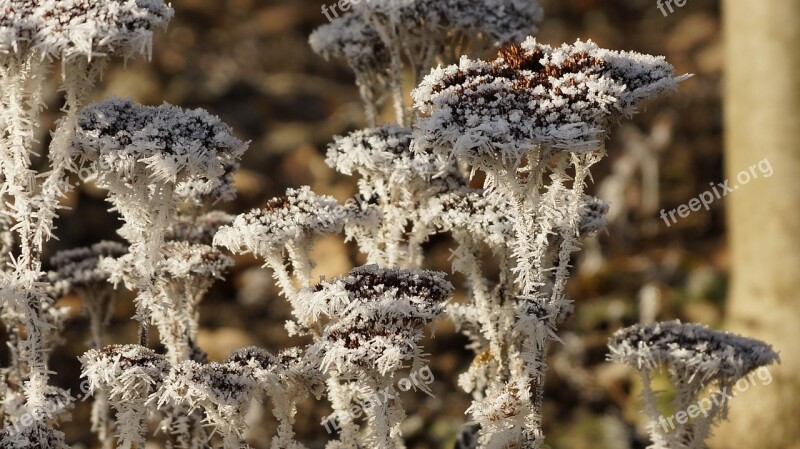 Perennial Flower Withered Dried Wilted