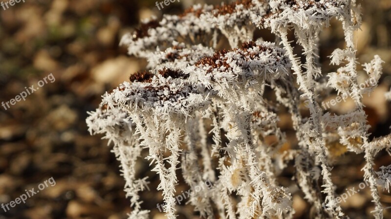 Perennial Flower Withered Dried Wilted