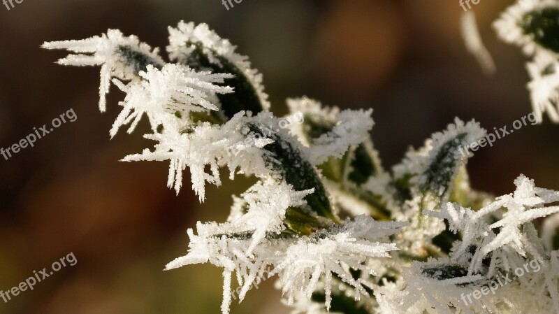 Leaves Leaf Icicle Green White