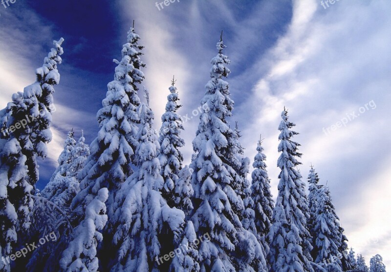 Winter Fir Tree Snow Trees Cold