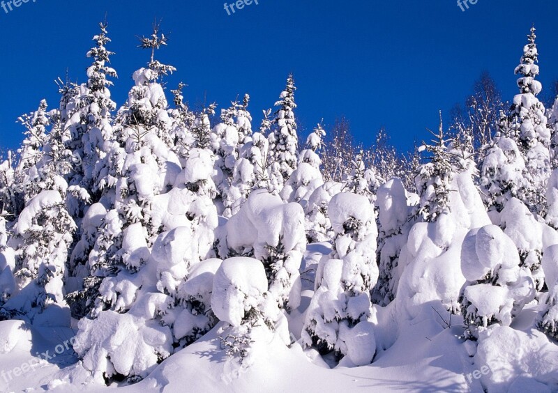 Snow Cold Winter Frost Firs