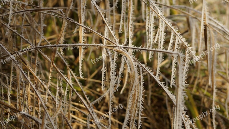 Icicle Grass White Winter Ice