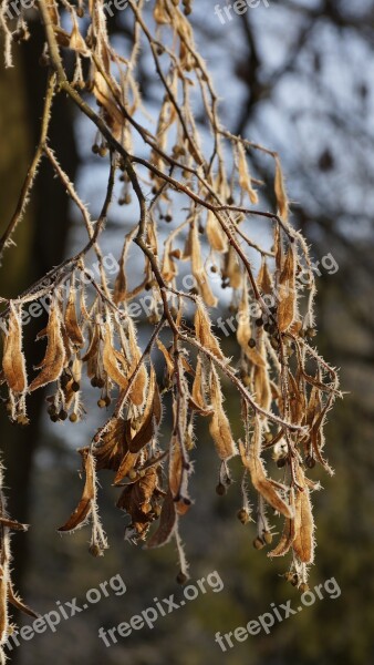 Leaf Fruit Seed Leaves Lime Tree