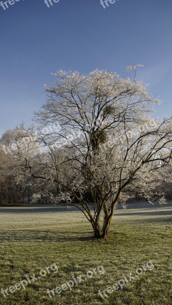 Park Wood Tree Meadow Winter