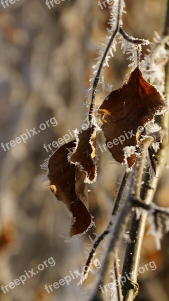 Beech Leaf Withered Tree White