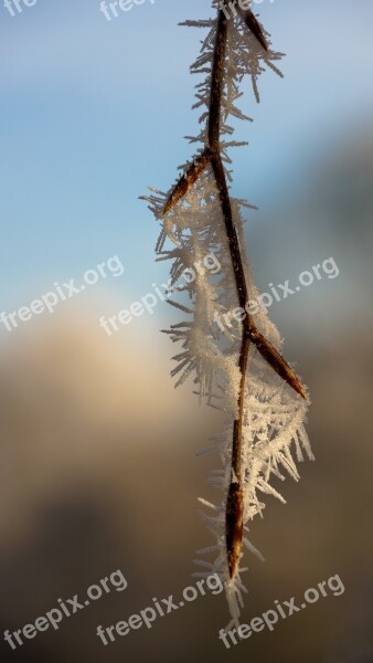 Leaf Leaves Tree White Winter