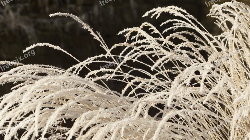 Grass Withered Dried Wilted White