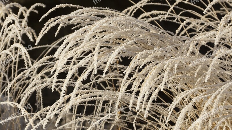 Grass Withered Dried Wilted White