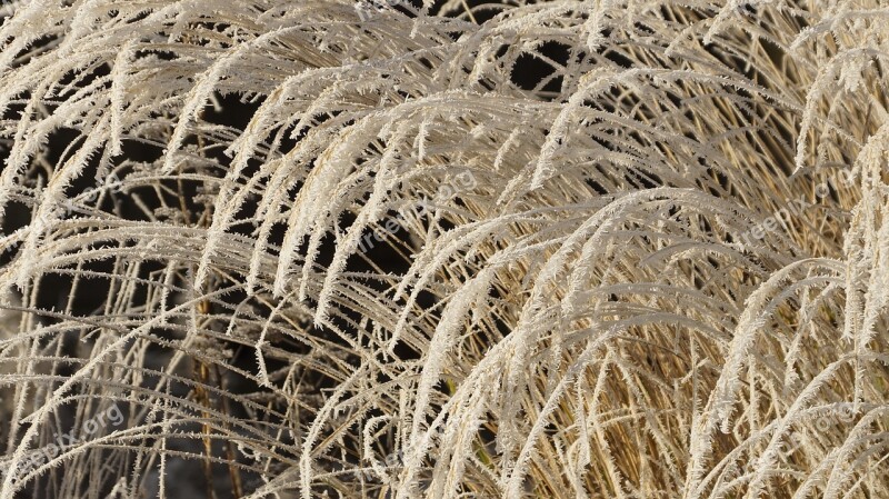 Grass Withered Dried Wilted White