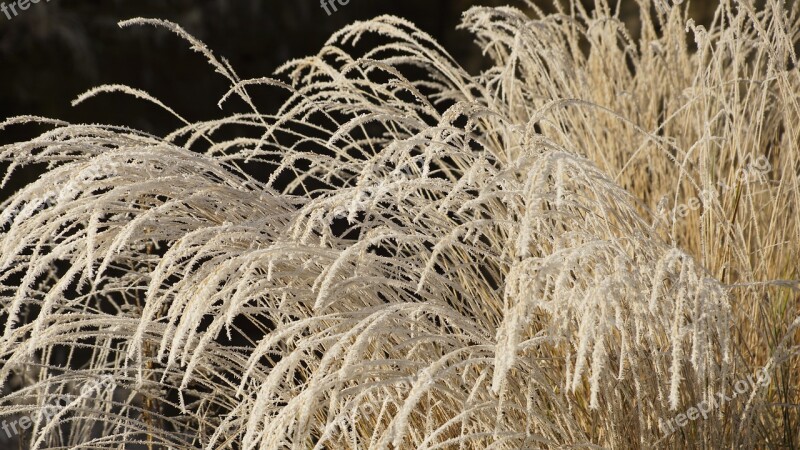 Grass Withered Dried Wilted White