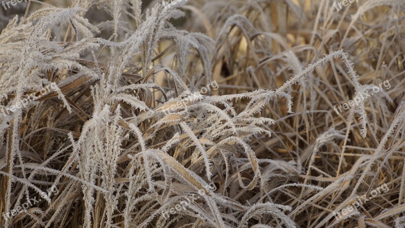 Grass Leaves Withered Dried Wilted