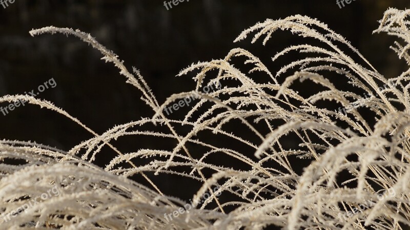 Grass Withered Dried Wilted White