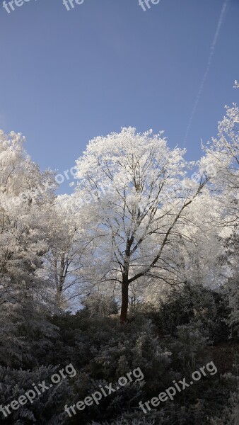 Treetop Sky Blue Tree White