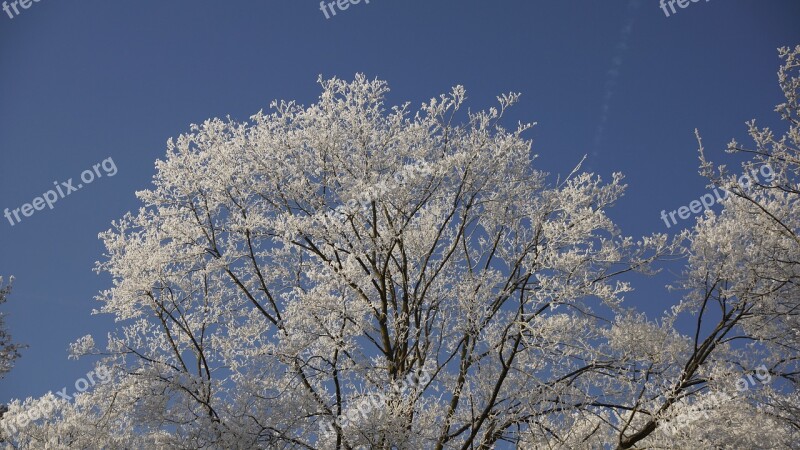 Treetop Sky Blue Tree White