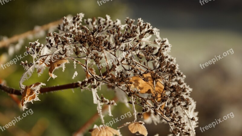 Flower Hortensia Hydrangea Wilted White