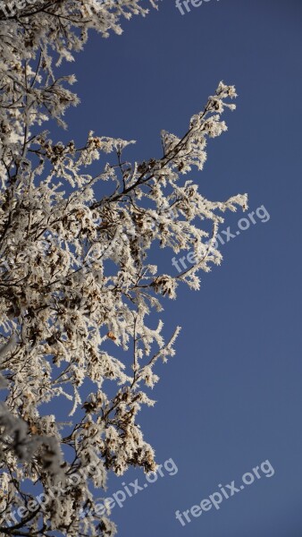 Tree Maple White Christmas Winter