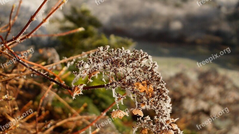 Flower Hortensia Hydrangea Wilted White