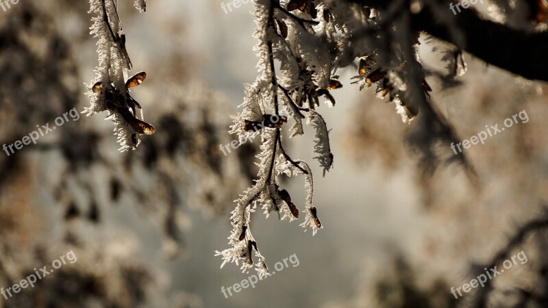 Tree Maple White Christmas Winter