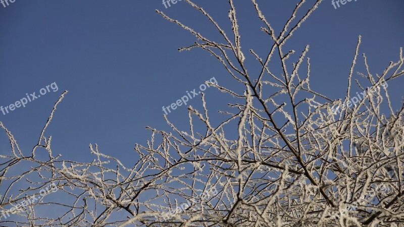 Tree White Christmas Winter Ice