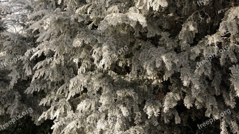 Tree White Green Christmas Winter