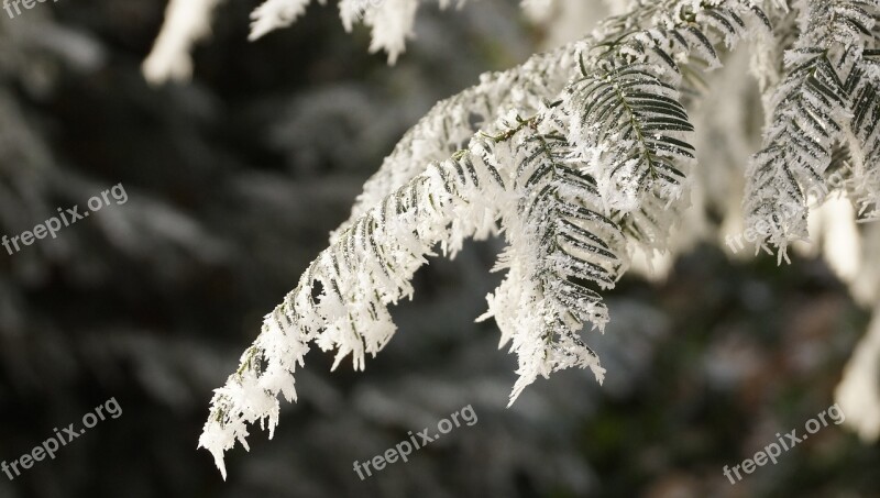 Tree White Green Christmas Winter