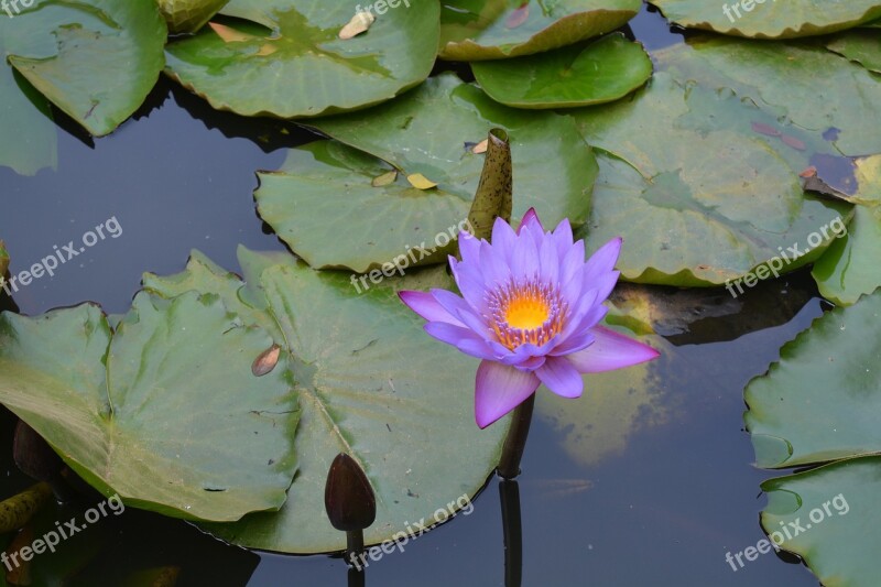 Water Lily Lily Pads Lily Pond Garden Dharwad