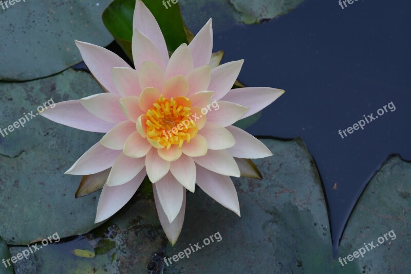 Water Lily Lily Pads Lily Pond Garden Dharwad