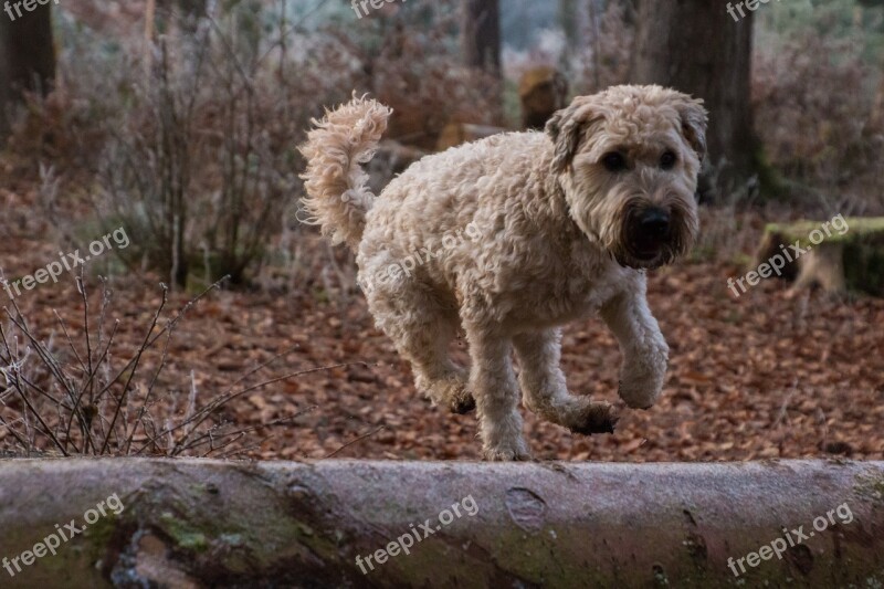 Dog Jump Play Autumn Leaves