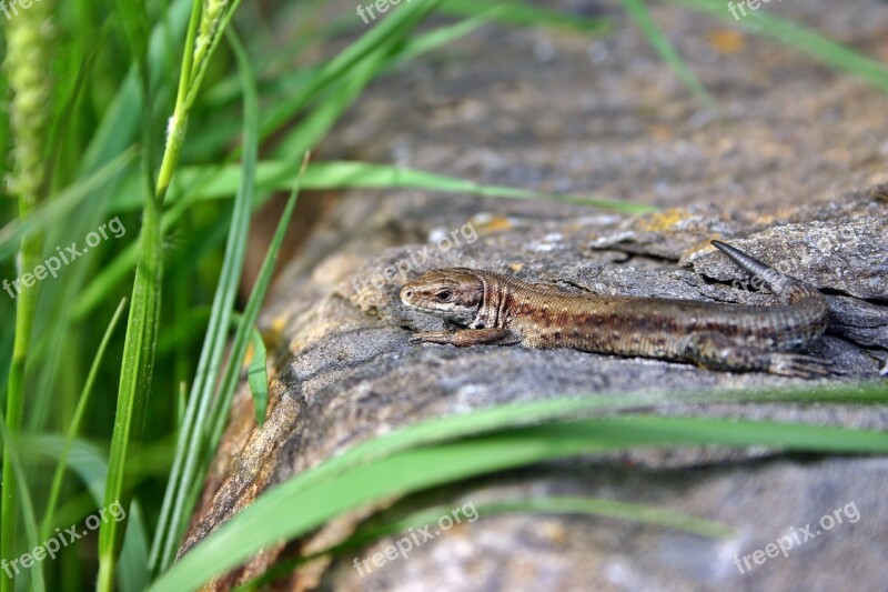 Lizard Sand Lizard Female Animal Reptile