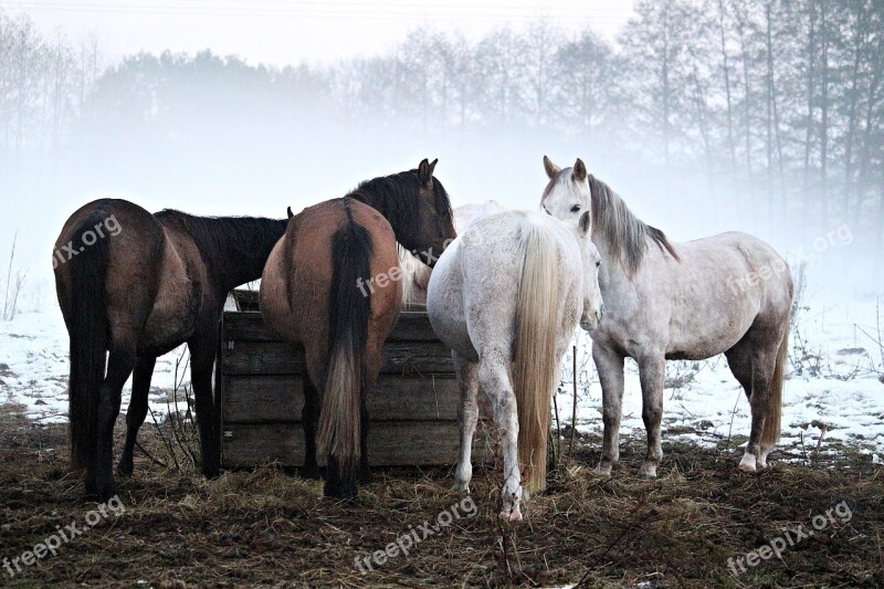 Horse Fog Frost Flock Pasture