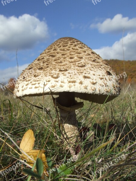 Parasol Mushroom Autumn Forest Nature