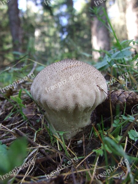 Puffball Mushroom Komlóska Zemplén Hills Avar