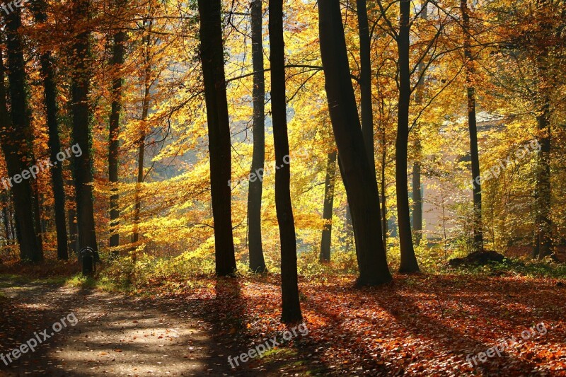 Autumn Forest Park Light Fall Foliage