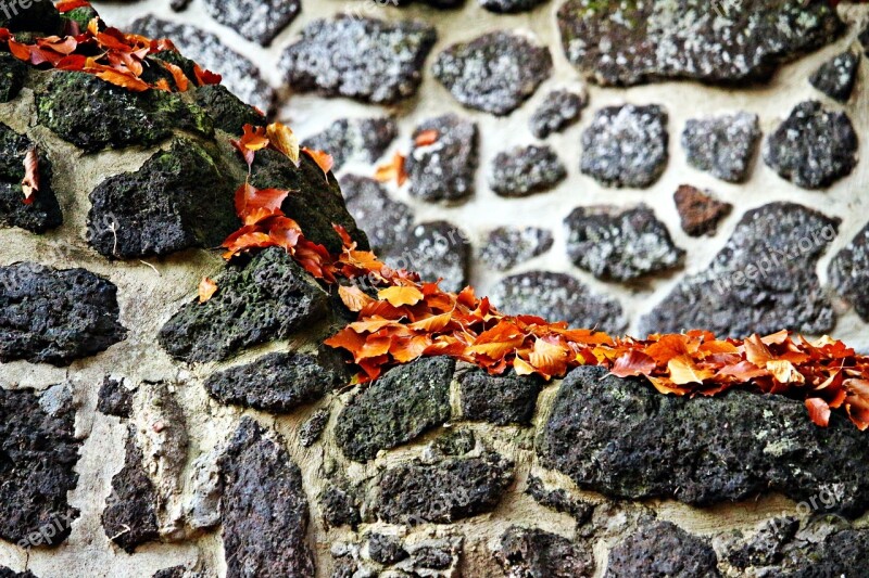 Wall Feilenmoos Clumping Stone Autumn Leaves