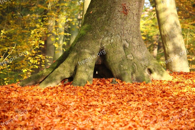 Autumn Leaves Tree Colorful Fall Foliage