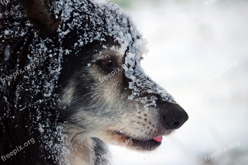 Dog Border Border Collie British Sheepdog Collie